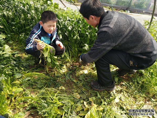 万斤爱心菠菜送奎文